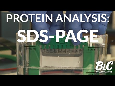 Protein Analysis: SDS-PAGE