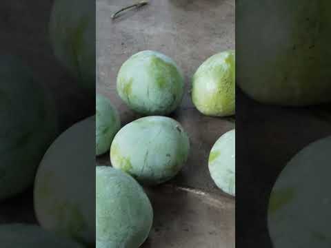 My mom is Mango parikkanga