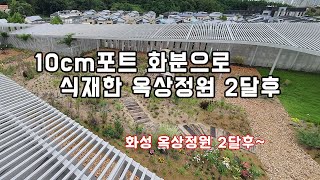 옥상정원 식물 식재 2달후~ /정원/조경/