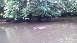 preview picture of video 'English Springer Spaniel with Irish Setter in the river Semois near Chiny'