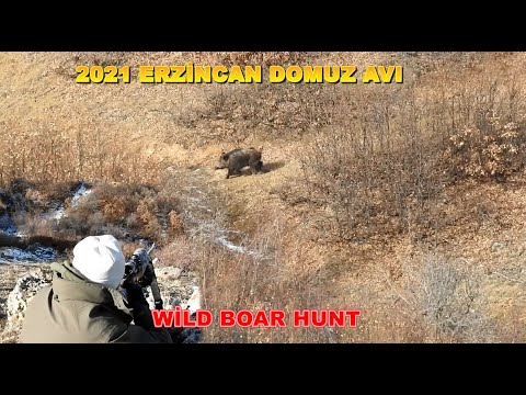 Erzincan Domuz Avı / Wild Boar Hunting 2021 / Chasse au Sanglier.