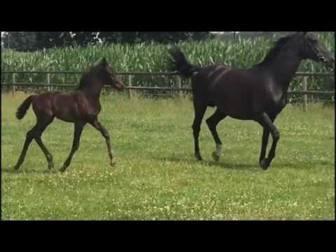 *2017 Stutfohlen von Millennium - Diamond Hit   SOLD!!!