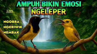 Download lagu Ngobra ngeriwik nembak‼️ pancingan sogon agar emosi mau bunyi mp3