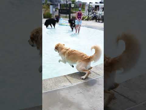 Puppy Pool Pawty 2025