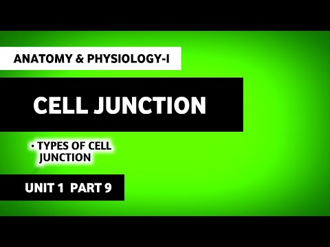 Cell Junctions | Types Of Cell Junctions | Human Anatomy And Physiology | HAP | B Pharma 1st Sem