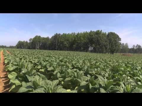 Tobacco Production Growing