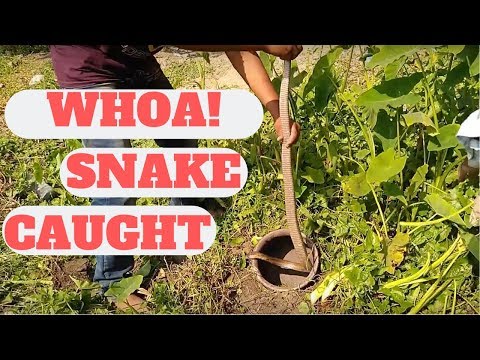 SNAKE TRAP Technology - Genius Snake Trap Idea With Hari
