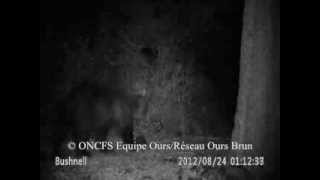 preview picture of video 'Cannellito 24 Aout 2012 Luz St Sauveur 65 © ONCFS Equipe Ours'