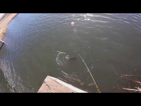 Putting a Bass Pro Crappie Maxx to the Test with a BIG...