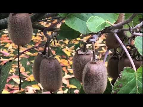 download lagu mp3 mp4 Kewi, download lagu Kewi gratis, unduh video klip Kewi