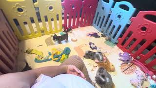 Video preview image #18 Chihuahua Puppy For Sale in CHARLESTON, AR, USA