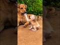 Little Monkey Dog Shorts Monkey Dog