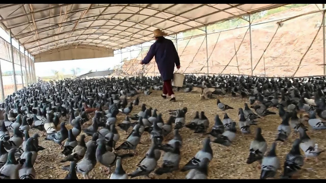 Catalan Biotech Firm Dapibus Automates Insect Protein Production for European Expansion