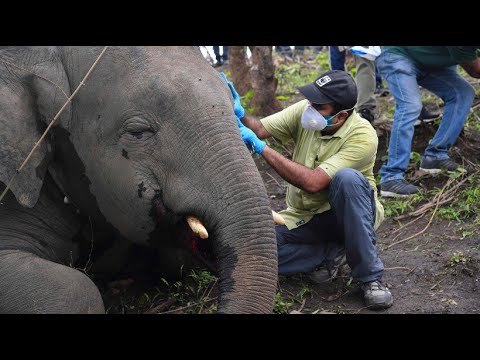 Struck by lightning? 18 elephants die in storm