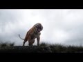 Jungle Jungle Baat Chali Hai Old Song HQ HD Mixing Jungle Book 2016 Fan Made