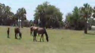 preview picture of video 'St. Marys & Cumberland Island, GA'