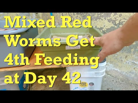 Recovering population of mixed red worms at 6 weeks of age - vermicompost