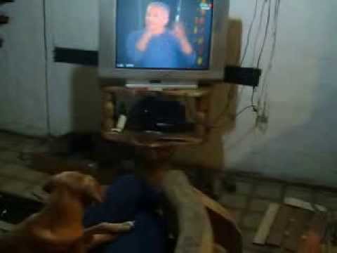 cesar millan encanto a mi perro por tv