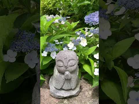 アジサイの開花を促進するのに最適なマルチは何ですか?  庭園