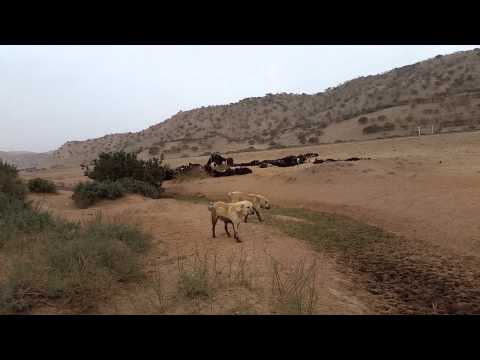 Beautiful examples of Tajik shepherd dogs