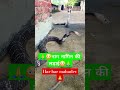 Chhed Milan Ke Geet Nagin Song Pam Bhakti Sagar Hindisong Snake Bollywood Music Song