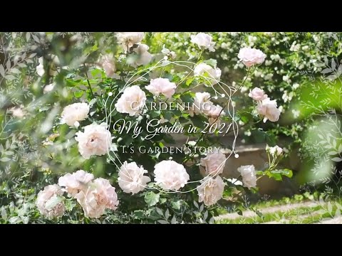 春に庭を色鮮やかにするには、多年草と一年生植物のうち、9月にどの花を植えるべきでしょうか?  庭園