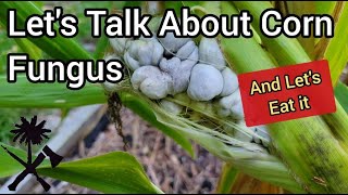 Corn Smut: What Is It and How Can I Use It, Huitlacoche