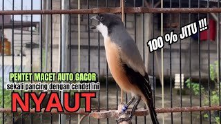 Download lagu burung cendet gacor EMOSI ISIAN JUARA buat PANCINGAN CENDET AGAR BUNYI bikin BURUNG PENTET GACOR mp3 Download lagu burung cendet gacor EMOSI ISIAN JUARA buat PANCINGAN CENDET AGAR BUNYI bikin BURUNG PENTET GACOR mp3