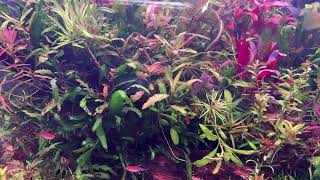 【ライブ139】大夜中に120cm水槽に低床追肥