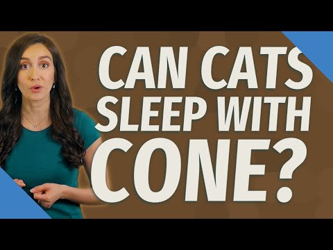 Can cats sleep with cone?