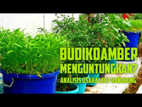 , title : 'Analisis Usaha dan Cara Budidaya Budikdamber | Lele - Kangkung'
