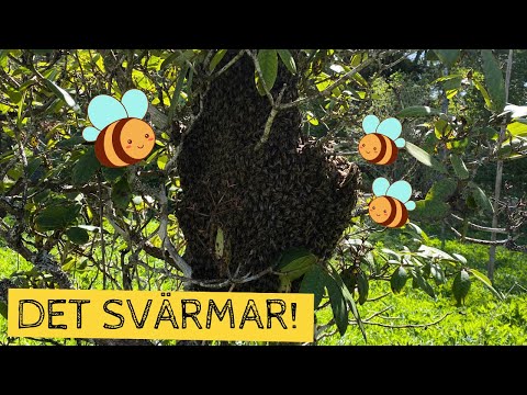 Det svärmar! Att ta hand om en bisvärm och skapa ett nytt samhälle