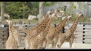 '21st century zoo' opens in Paris
