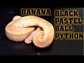 Black Pastel Banana Ball Python For Sale