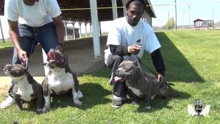 BULLY TALK WITH ZEB PITS...THE EXOTIC TAKEOVER