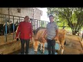 32 jersey cow going to Maharashtra 9041094885