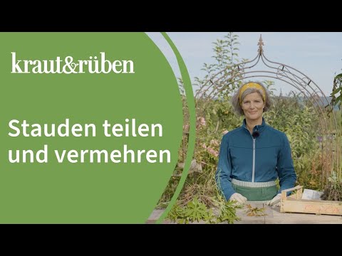 Dividing and propagating perennials - Our organic garden world