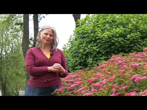 What Makes Double Play Doozie® Spirea Special