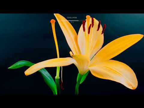 Timelapse of violet yellow lily flower blooming