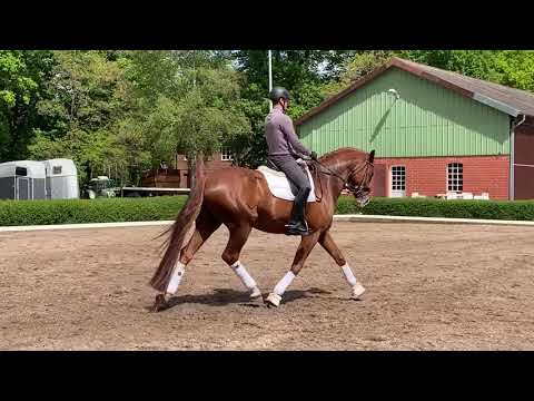 Quinn Merlin - for sale