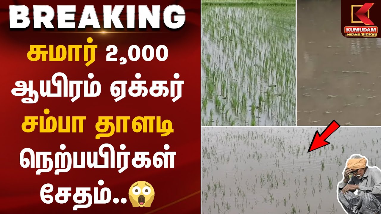 Ditwah Cyclone | Farmers |சுமார் 2,000 ஆயிரம் ஏக்கர் சம்பா தாளடி நெற்பயிர்கள் சேதம்..விவசாயிகள் கவலை