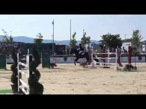 gekeurde hengst Action P - Jody Van Gerwen