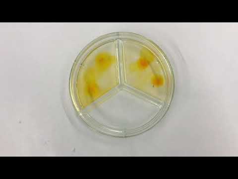 Versuch - Synthese Orange II