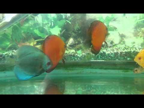 White stringy poo discus fish
