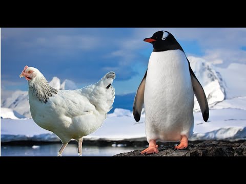 Canciones Infantiles y del jardin   El Pinguino y La Gallina