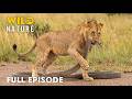 Africa S Most Dangerous Predators And Deadliest Hunts FULL EPISODE Nature Documentary