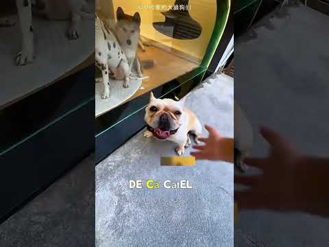 Stăpânul doarme in casa pentru câini😱