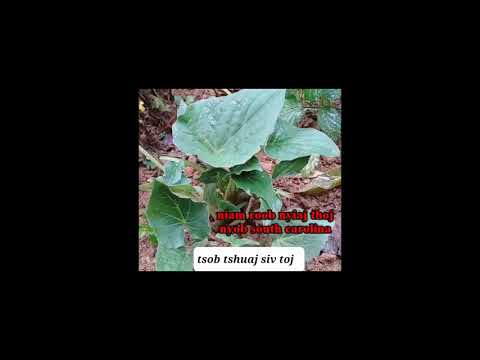 Qhia Tshuaj Ua Qoob Noj Phiv Lawm Zoo Heev  6/4/2023