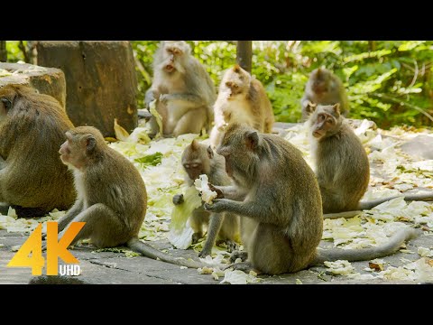Nature & Animals of Bali, Indonesia - 4K Scenic Nature Film + Calming Music (1,5 HOURS)
