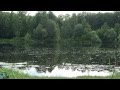 Звуки природы. Ольняный пруд. Лягушки 